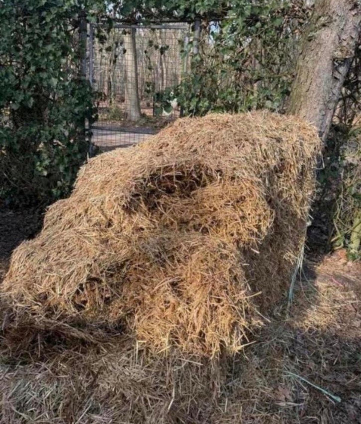 Strooi gratis, Ophalen, Overige typen