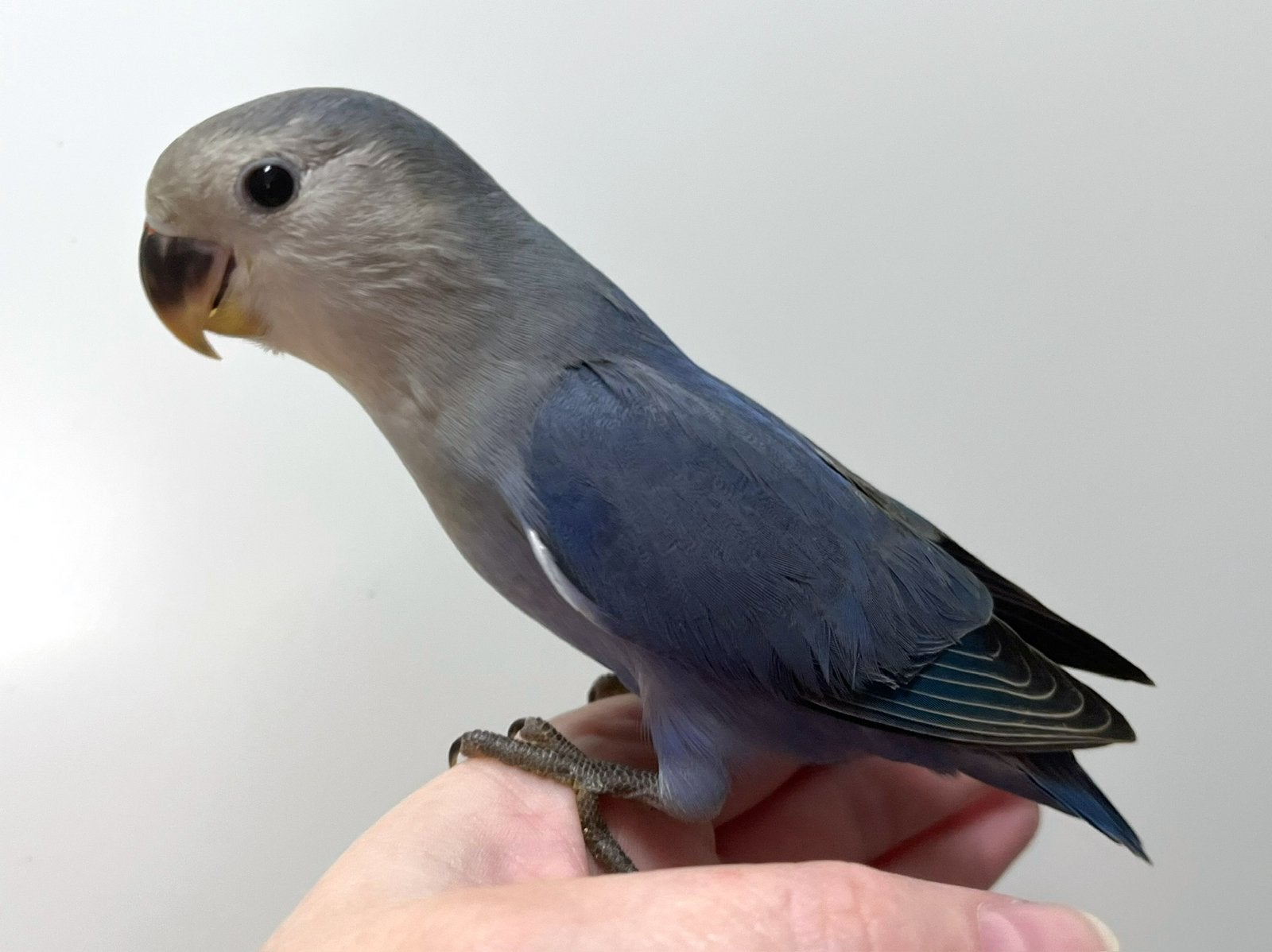 Tam Agapornis Roseicollis mannetje DNA + ziektevrij getest, Dieren en Toebehoren, Mannelijk, Dwergpapegaai of Agapornis, Tam