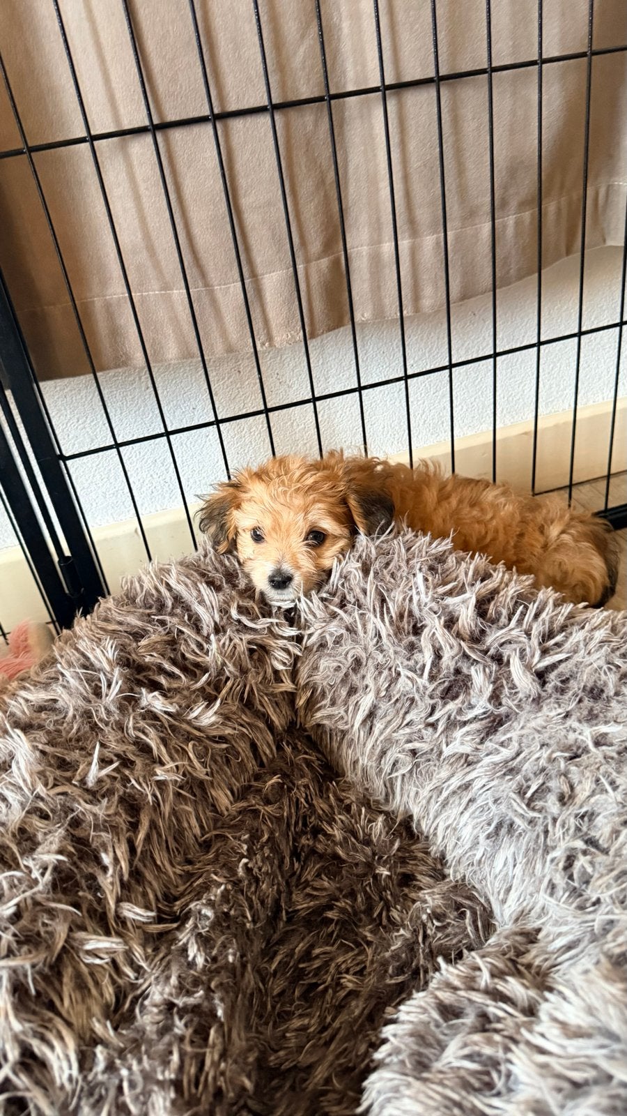 Mag gelijk mee chihuahua x boomer, Dieren en Toebehoren, Honden | Niet-rashonden, 8 tot 15 weken, Meerdere, Meerdere dieren, Klein