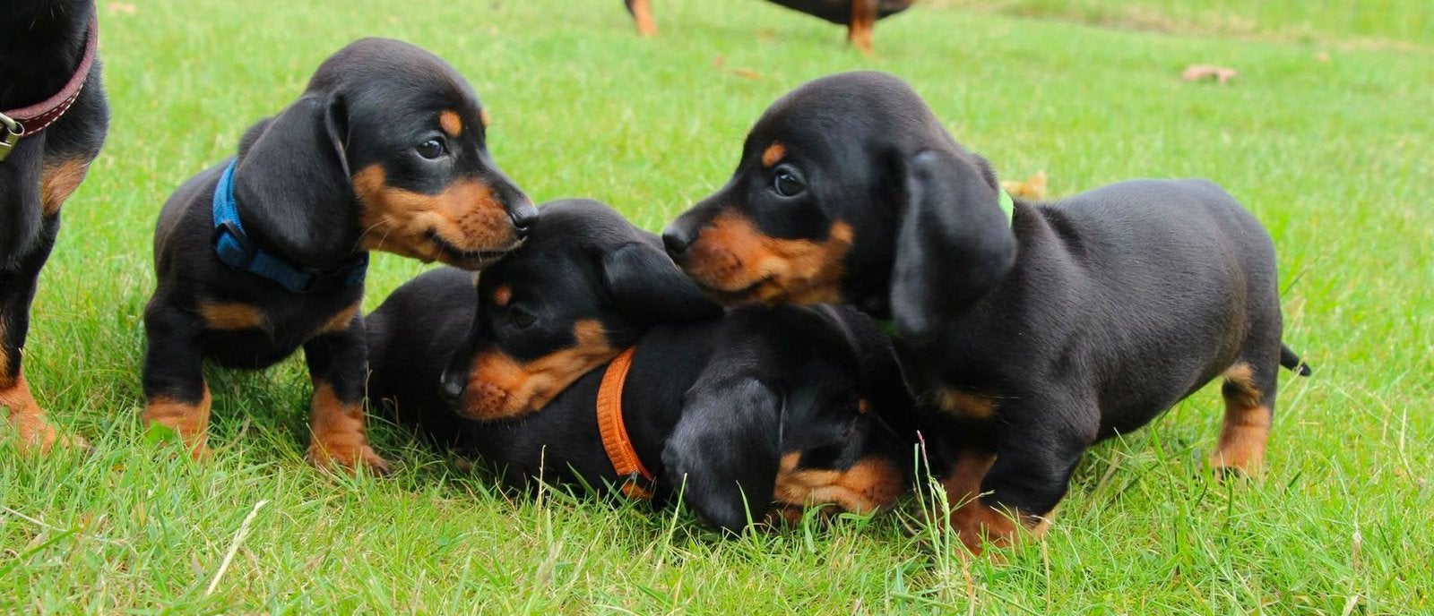 Mooie teckel kaninchen black en tan pups, Dieren en Toebehoren, Kaninchen, Reu, 8 tot 15 weken, Korthaar