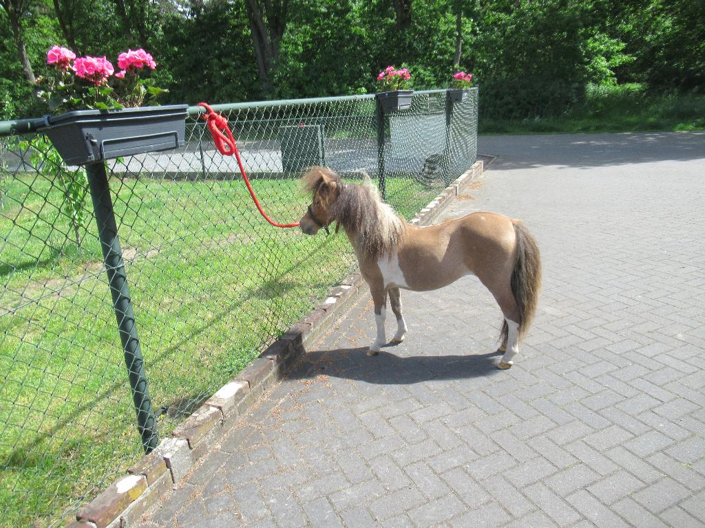 2 prachtige minipaardjes, Dieren en Toebehoren, Pony's, Merrie, Dressuurpony, Gechipt, 0 tot 2 jaar