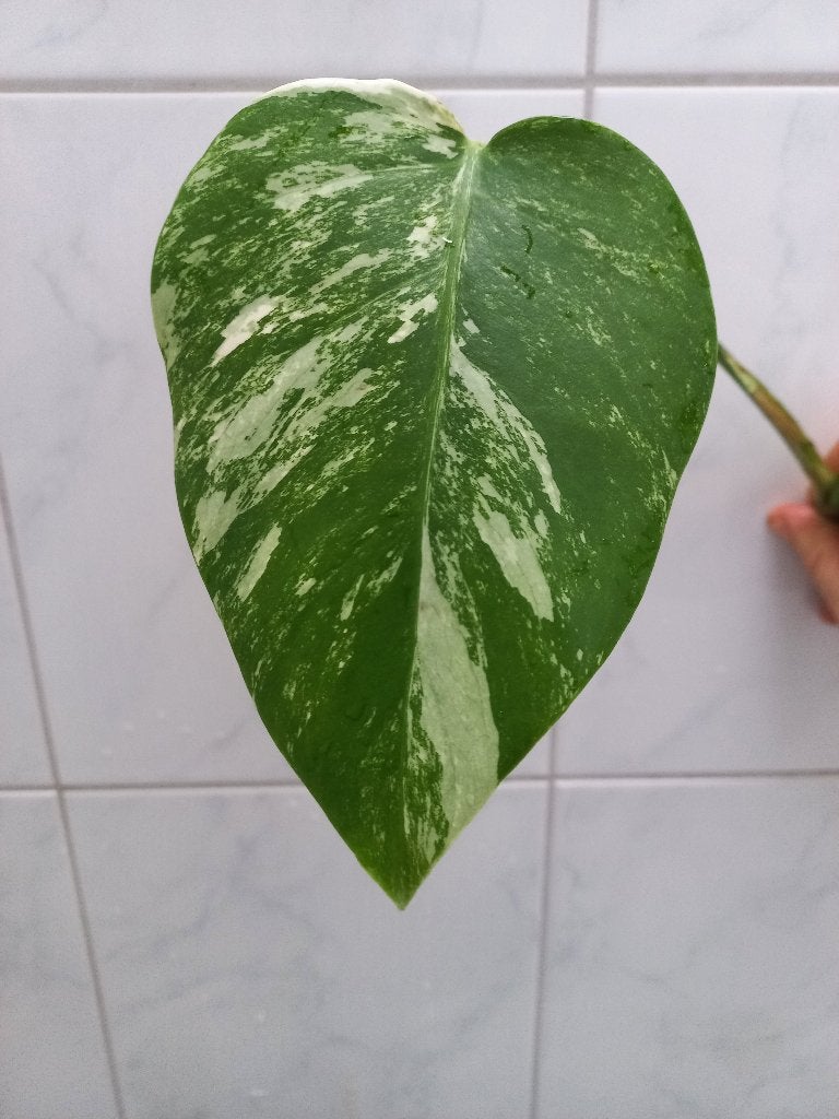 Monstera deliciosa Variegata "Albo" gewortelde stekken, Ophalen, Overige soorten, Halfschaduw, Minder dan 100 cm