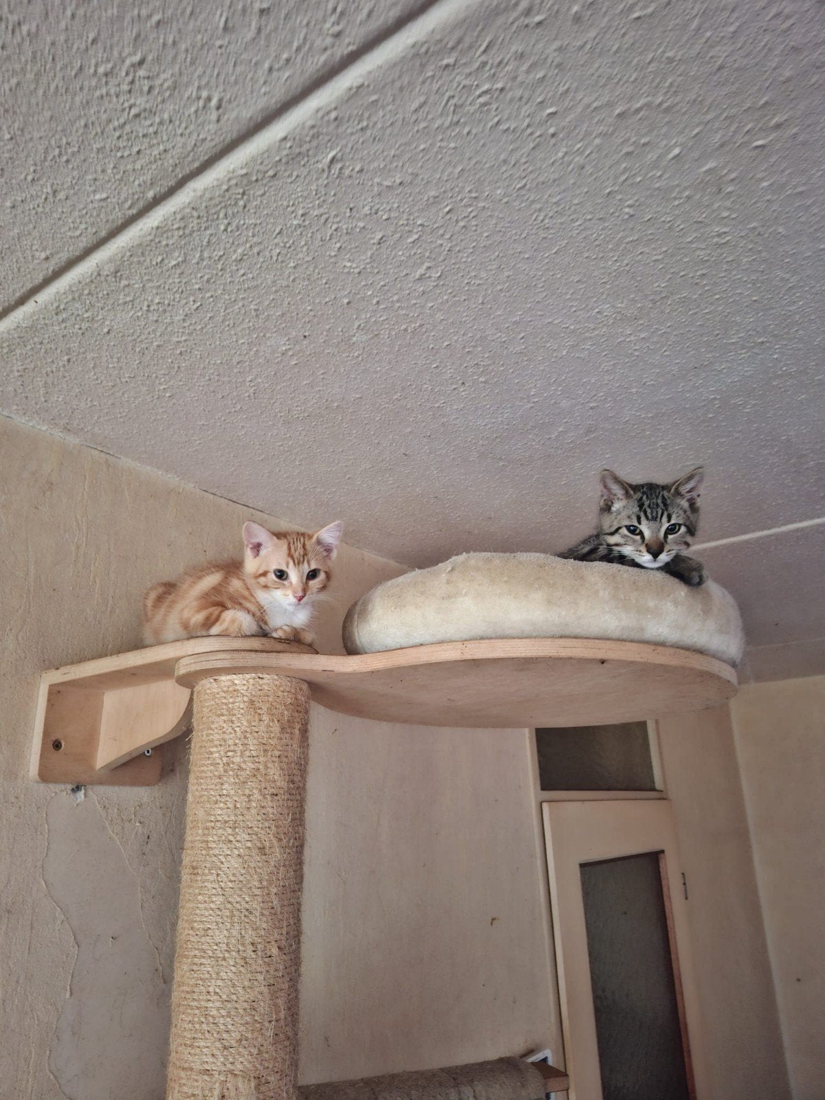 Kittens 10 weken mogen het nest per direct verlaten, Dieren en Toebehoren, Katten en Kittens | Overige Katten, Meerdere dieren