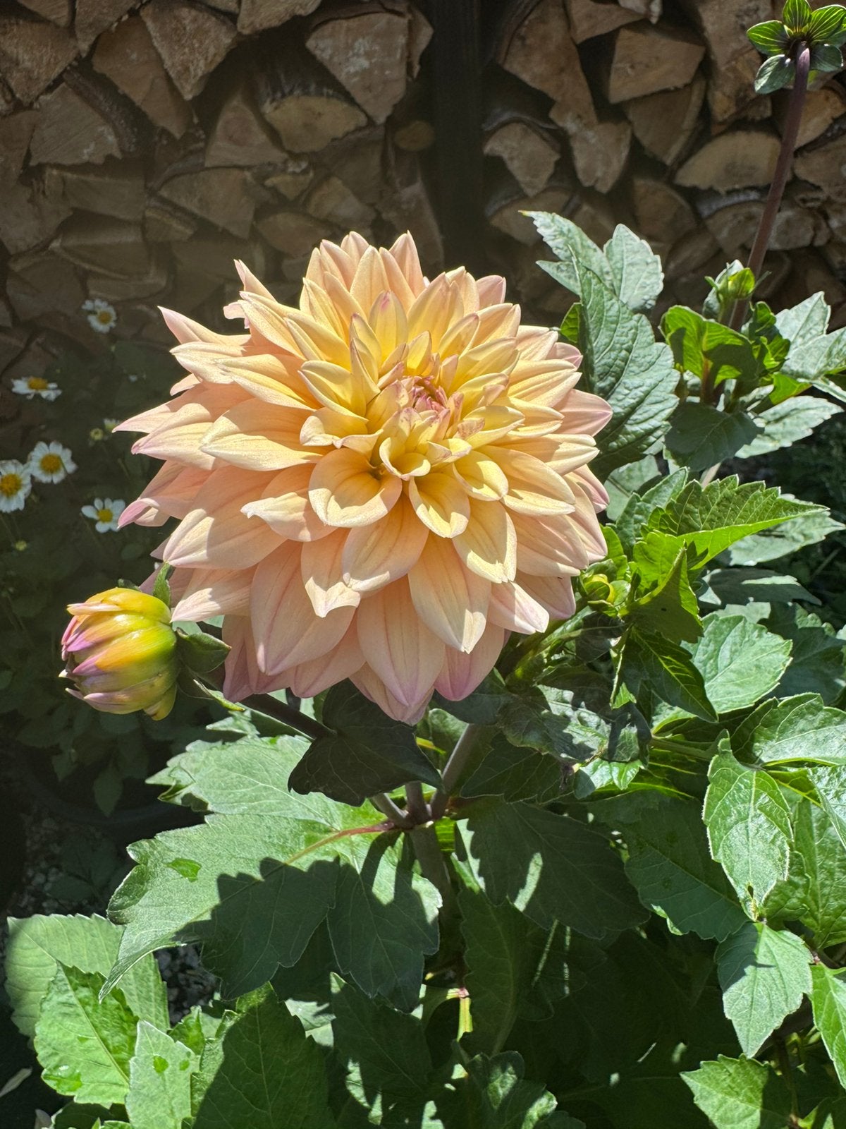 XXXL Dahlia in grote pot, Tuin en Terras, Ophalen, Volle zon, Knol