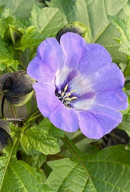 Zaden Nicandra physalodes 'Black Spot' (zegekruid), Ophalen of Verzenden, Zaad