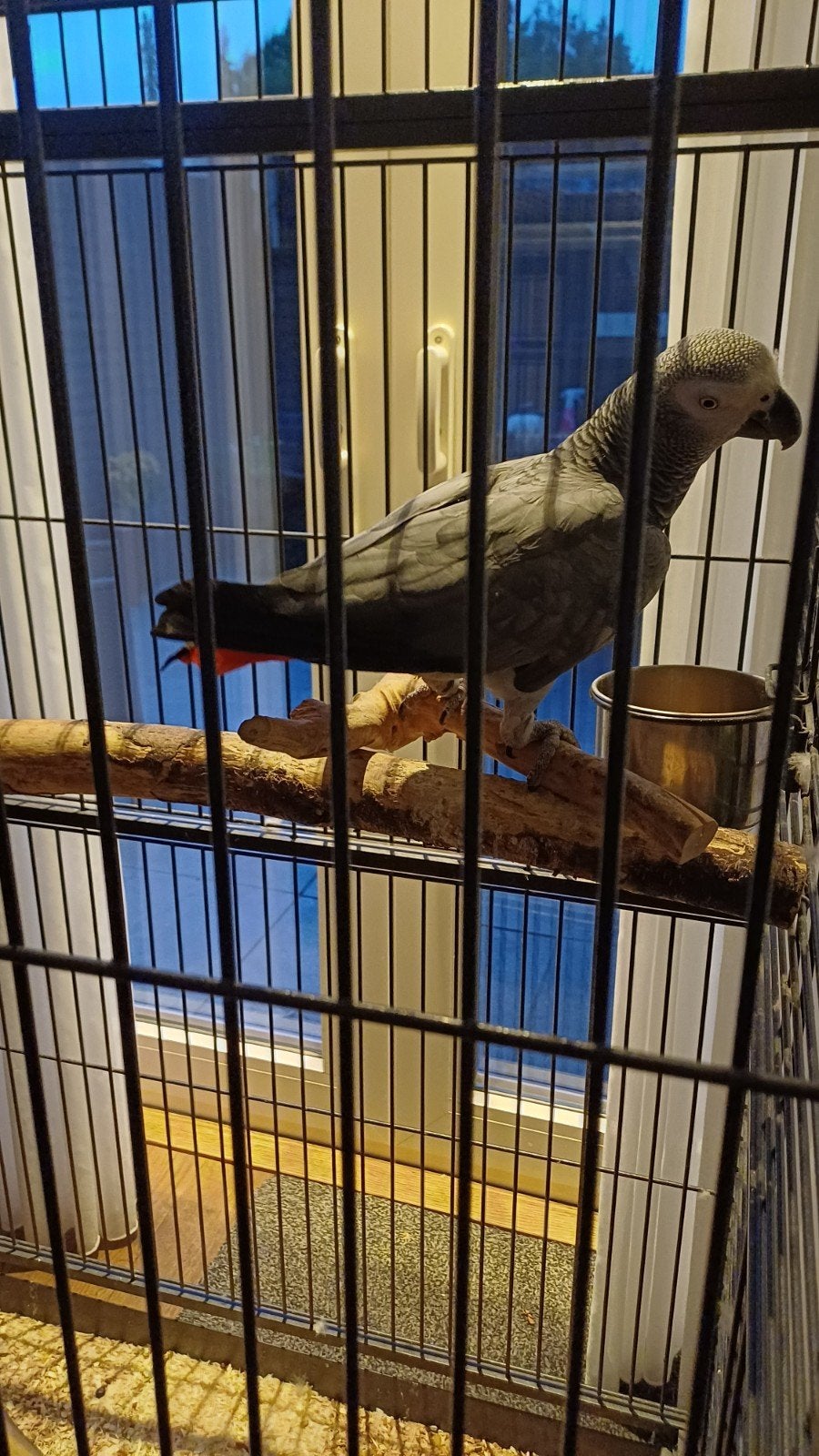 grijze roodstaart POP, Dieren en Toebehoren, Vogels | Parkieten en Papegaaien, Vrouwelijk, Papegaai, Geringd