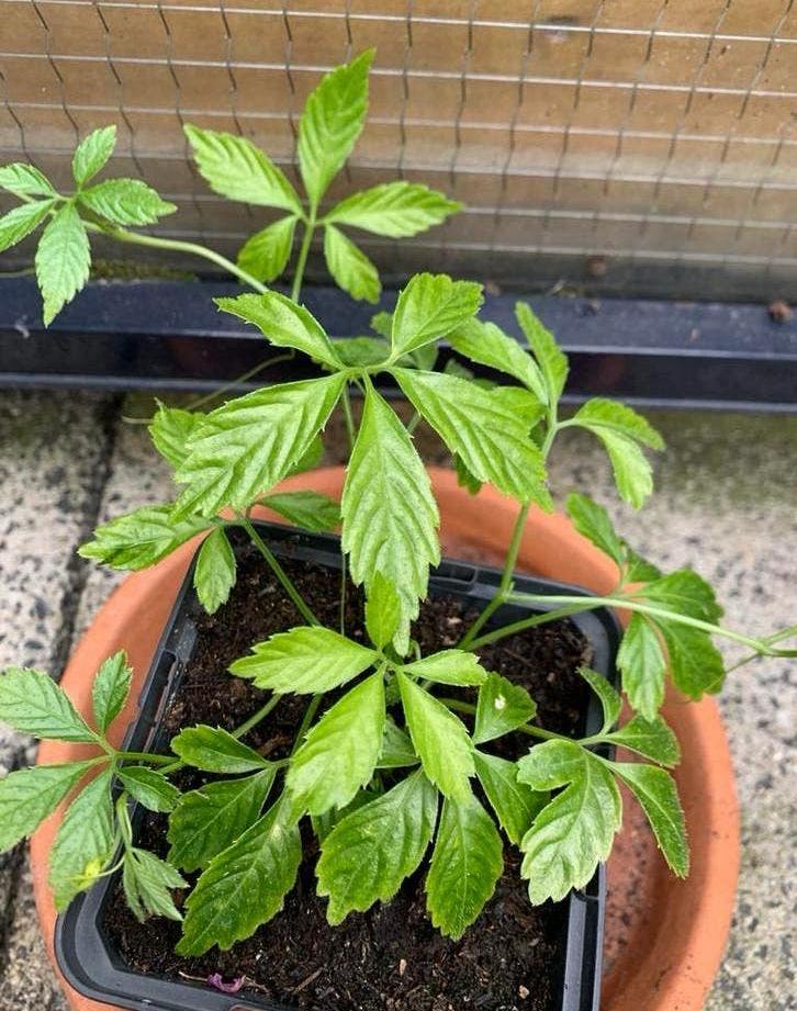Biologische onsterfelijkheidskruid / Jiaogulan, Tuin en Terras, Planten | Tuinplanten, Ophalen, Vaste plant, Overige soorten, Halfschaduw