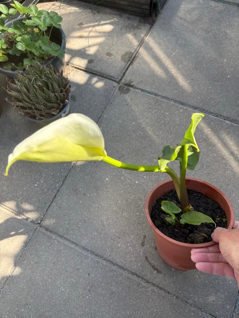 Prachtige Calla - Elegante Witte Bloeier voor Huis & Tuin, Overige soorten, Vaste plant, Ophalen of Verzenden, Halfschaduw