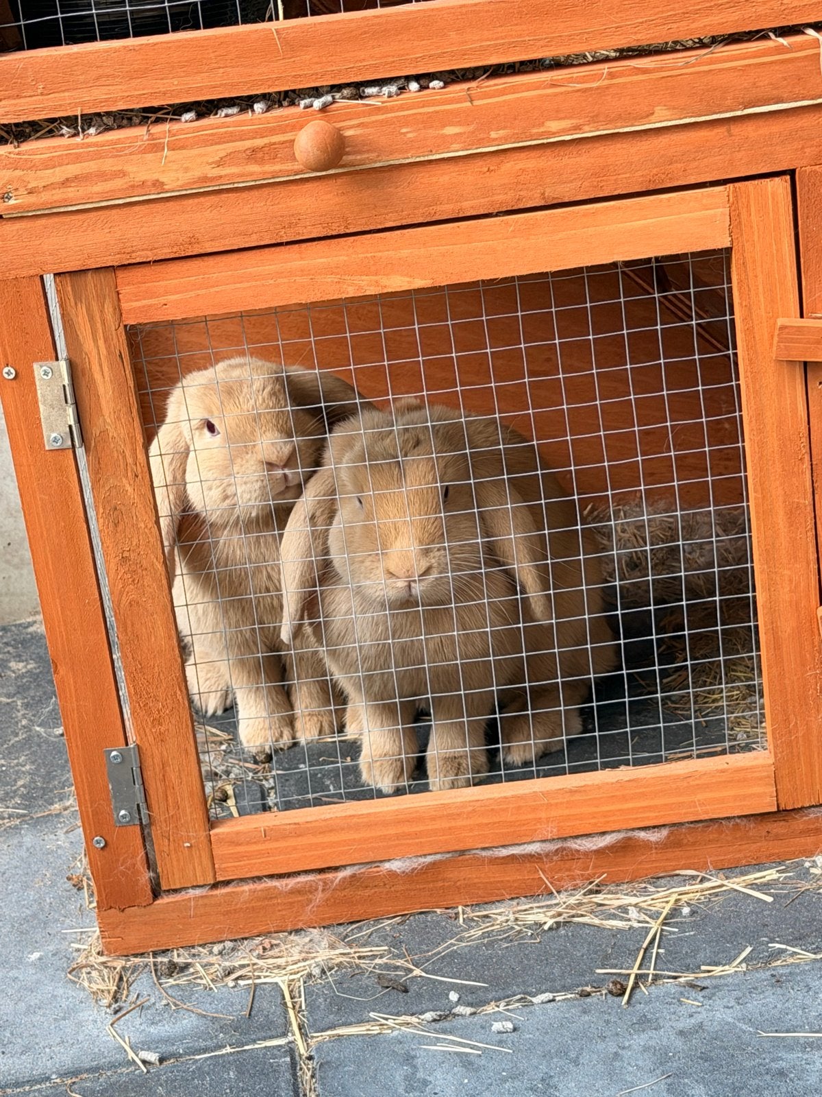 Twee dwerghangoor konijntjes, Dieren en Toebehoren, Vrouwelijk, Overige typen, Tam, Oktober