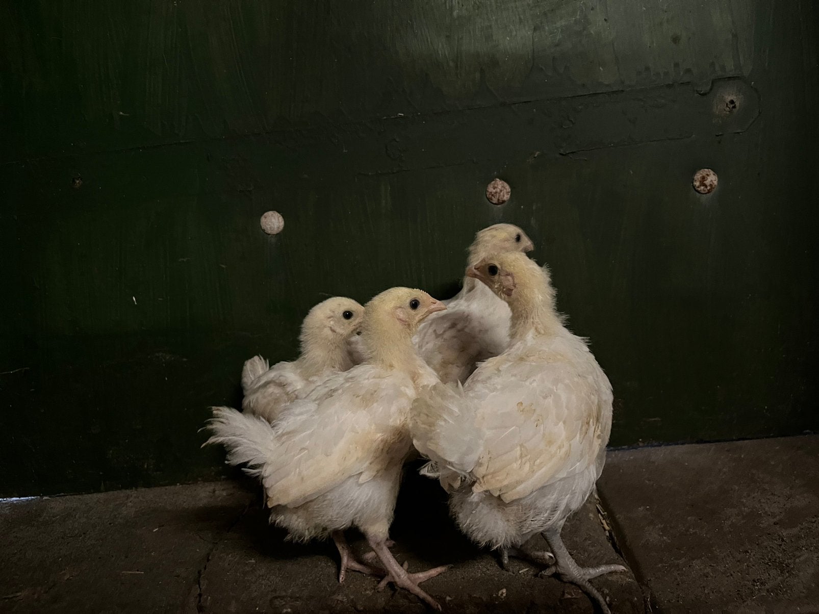 4 poule de bresse kuikens, Dieren en Toebehoren, Pluimvee, Geslacht onbekend, Kip