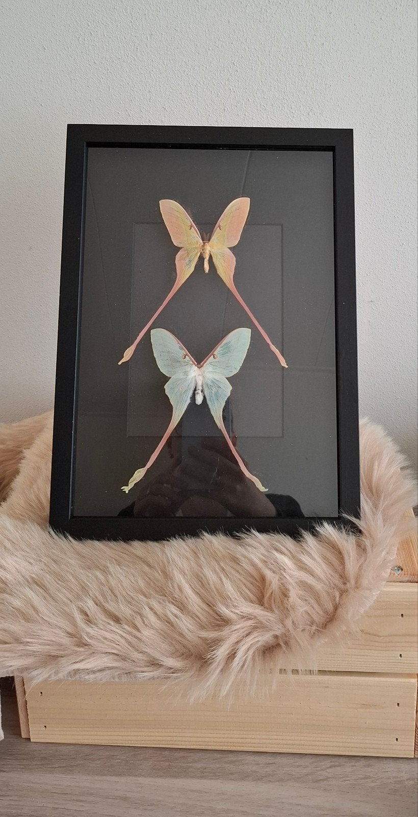 Geprepareerde vlinders, Ophalen, Nieuw, Insect, Opgezet dier