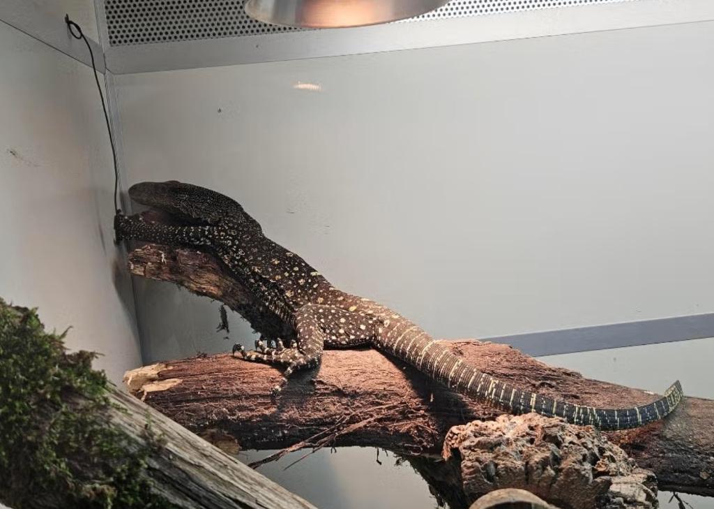 Varanus salvadorii Varan-crocodile DE 2022 Monitor Lizard - unknown for sale from reptile900