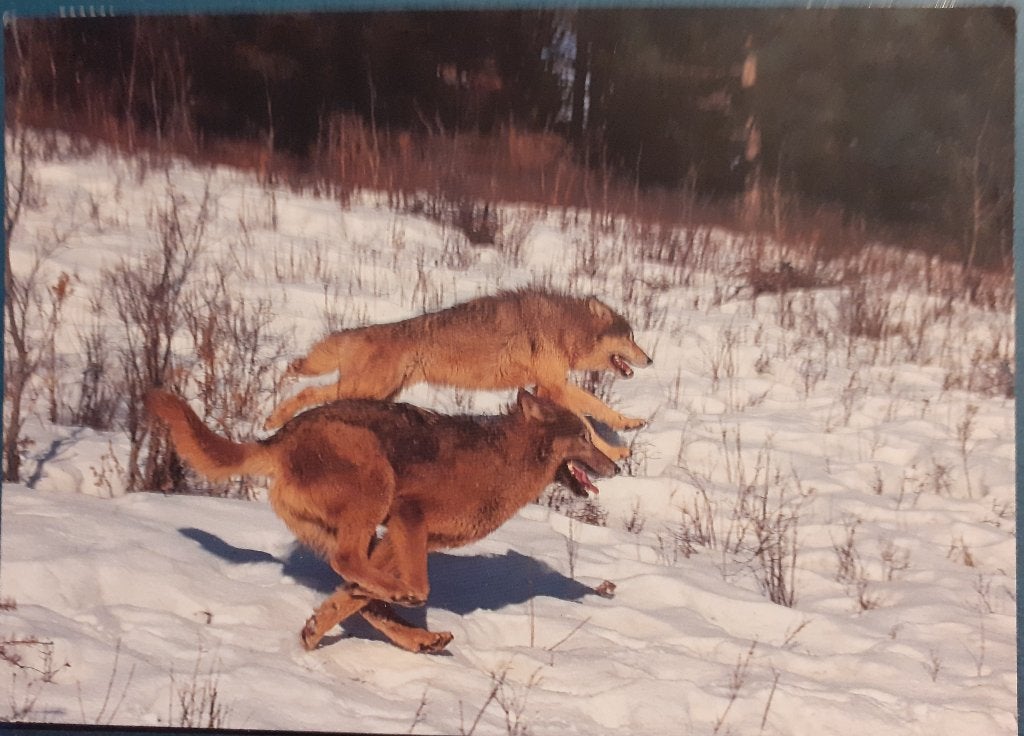 Ansichtkaart Dieren Wolf, Ophalen of Verzenden, 1960 tot 1980, Gelopen, Wild dier