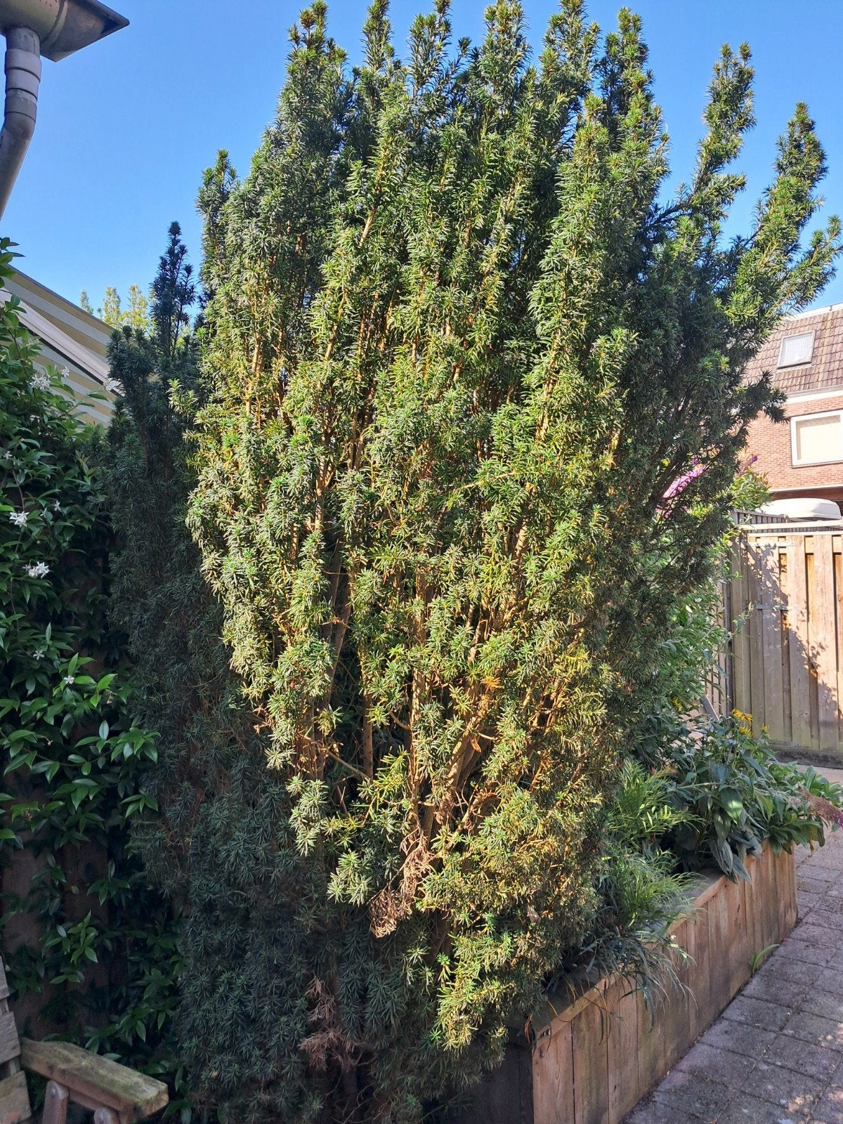 2 Taxus baccarat (venijnbomen), Tuin en Terras, Planten | Bomen, Ophalen, Bloeit niet, Overige soorten, 250 tot 400 cm