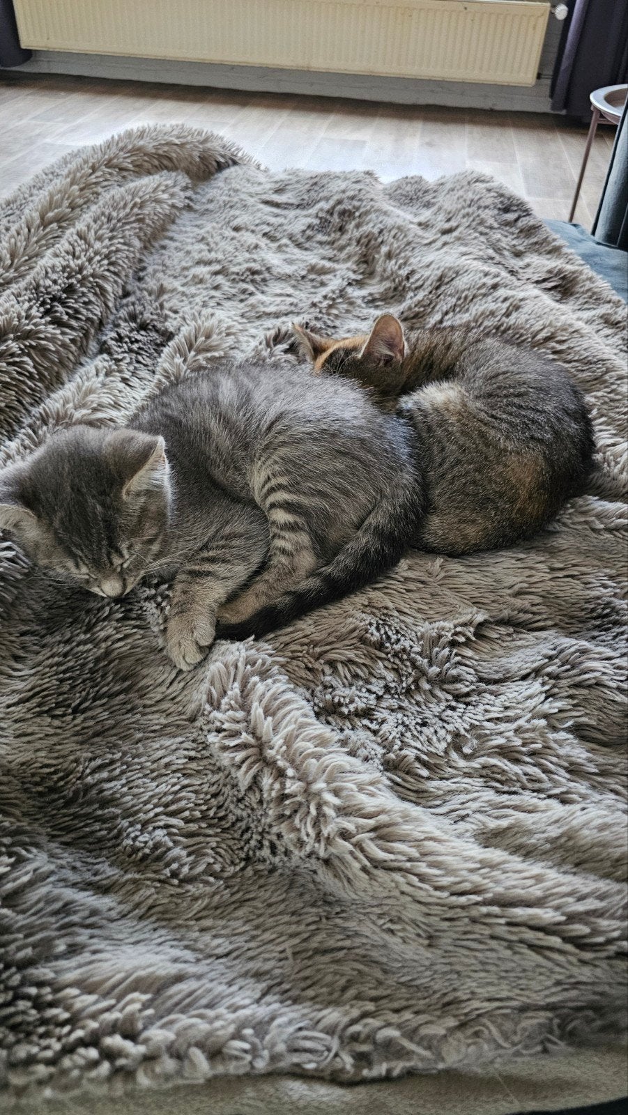 jonge kittens mogen naar nieuw baasje nog 1, Meerdere dieren