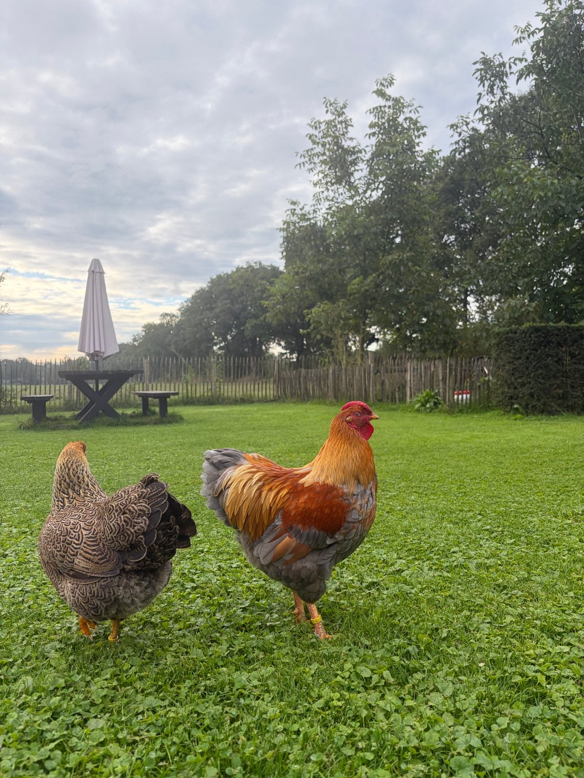 Wyandotte haan, Dieren en Toebehoren