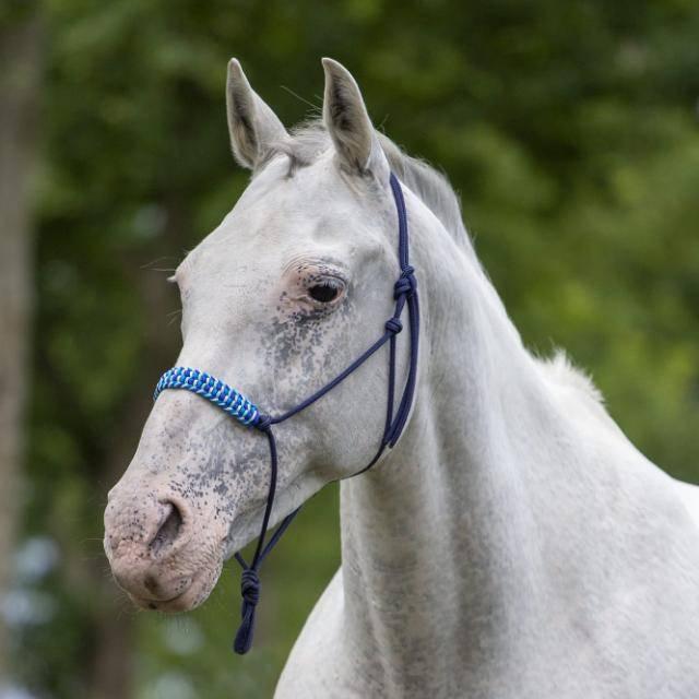 Bijrijder / Verzorger gezocht – (Ruinen, Drenthe), Dieren en Toebehoren, Paarden en Pony's | Overige Paardenspullen, Ophalen, Nieuw