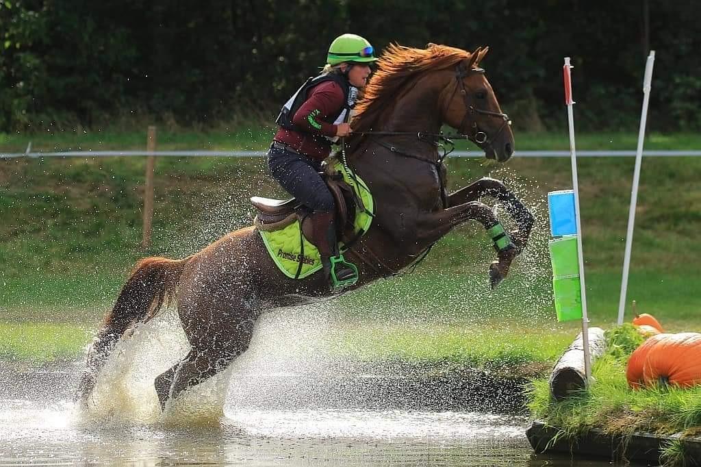 Allround sporthengst ter dekking, Hengst