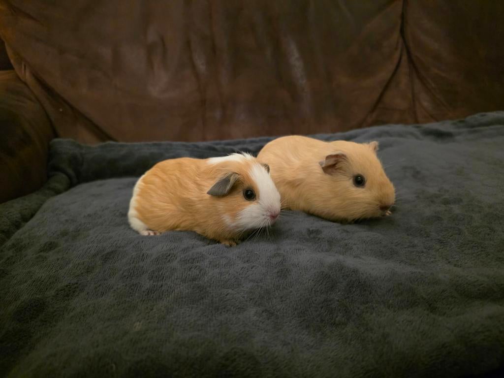 jonge (california) cavia's creme en wit, mogen verhuizen, Dieren en Toebehoren, Knaagdieren, Cavia, Januari, Meerdere dieren, Tam