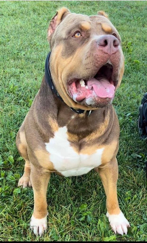 American bully XL - Dekreu - Mr. Choco uit Canada -CHOCO tri, Reu, 1 tot 2 jaar, Eén hond, CDV (hondenziekte)