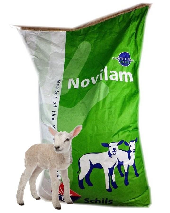 Lammetjes melk kunstmelk Novilam lammeren geiten schapen, Meerdere dieren, Schaap
