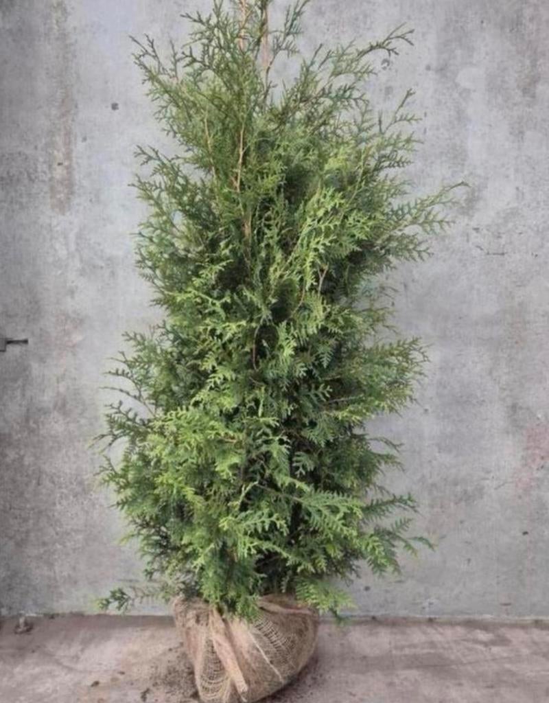 Coniferen Thuja occidentalis Brabant, Ophalen of Verzenden, Conifeer, 100 tot 250 cm