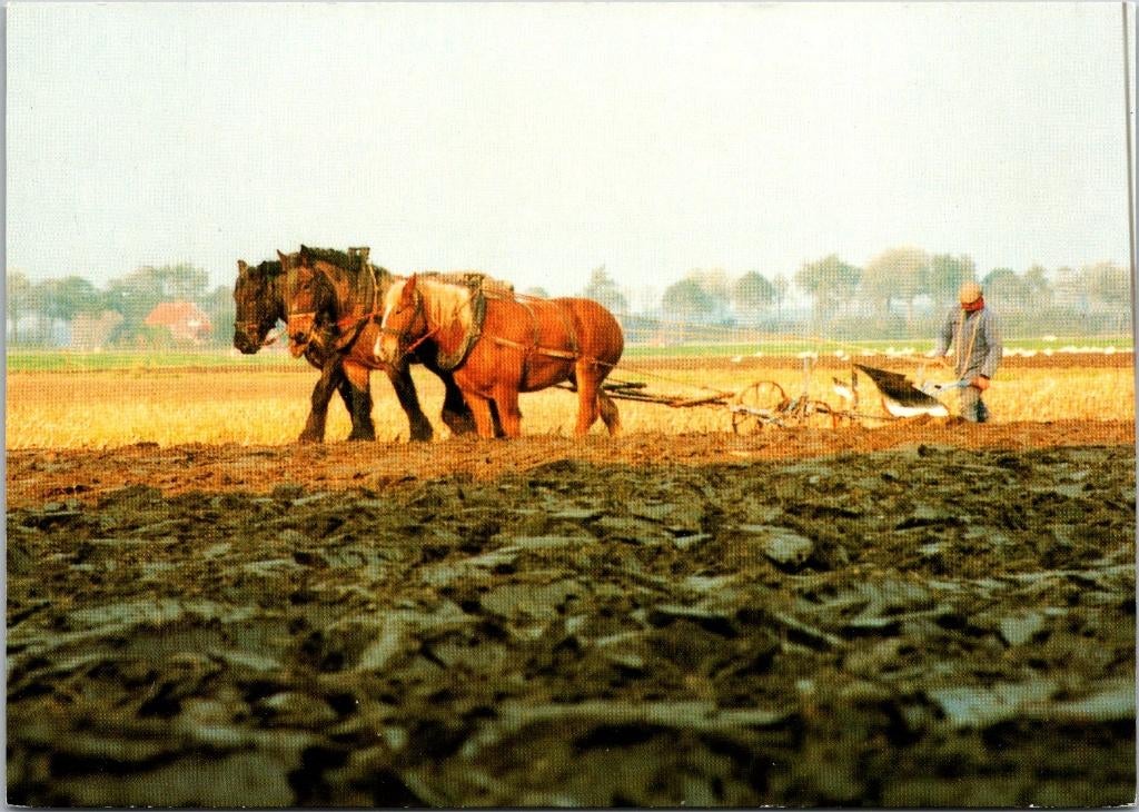 Zeeland - Ovezande trekpaarden (2x), Ophalen of Verzenden, 1960 tot 1980, Ongelopen, Zeeland