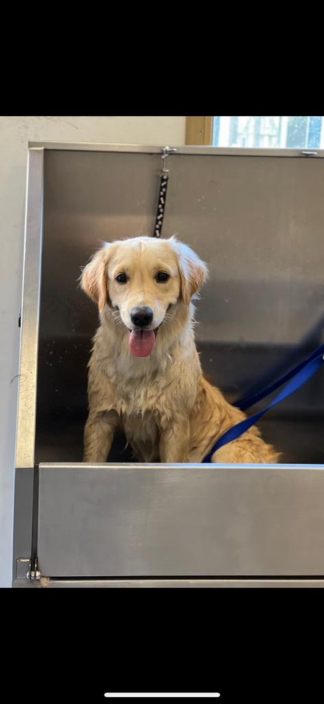 Deelhond zoekt lieve familie, Dieren en Toebehoren, Honden | Retrievers, Spaniëls en Waterhonden, Golden retriever, Teef, Parvo