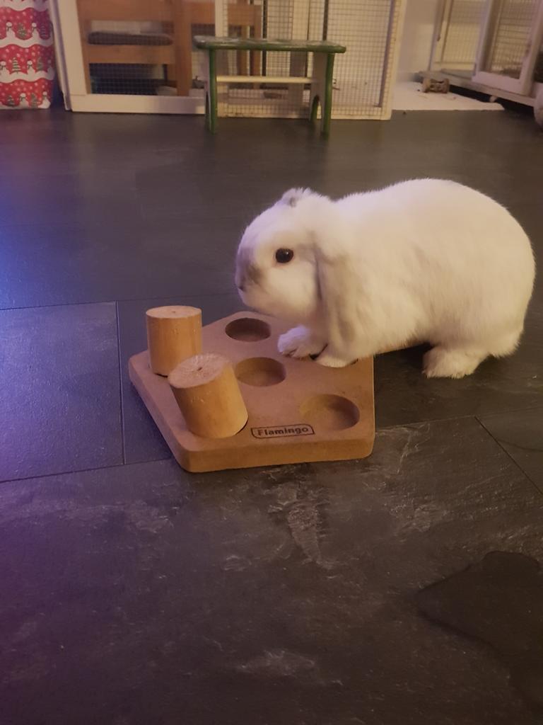 Oppas klein konijn/ cavia en knaagdieren