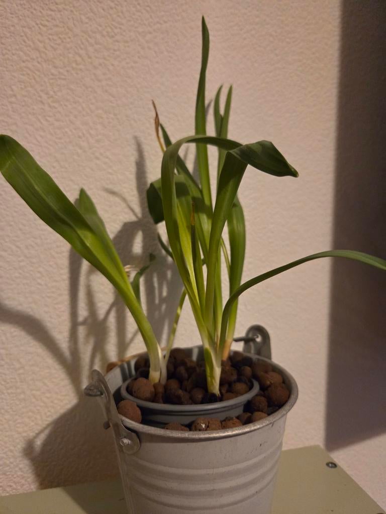 Sneeuwklokje - Galanthus nivalis, Overige soorten, Vaste plant, Ophalen of Verzenden, Halfschaduw
