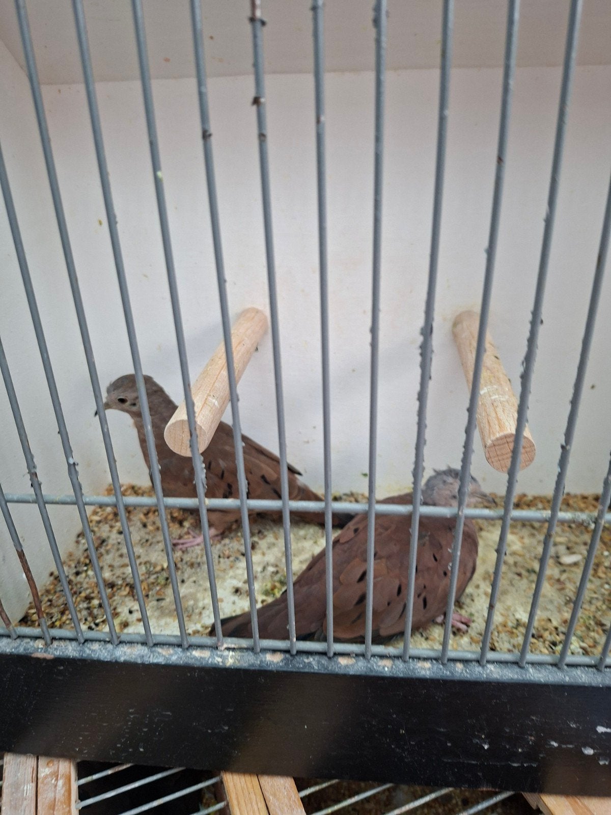 diverse duiven, Dieren en Toebehoren