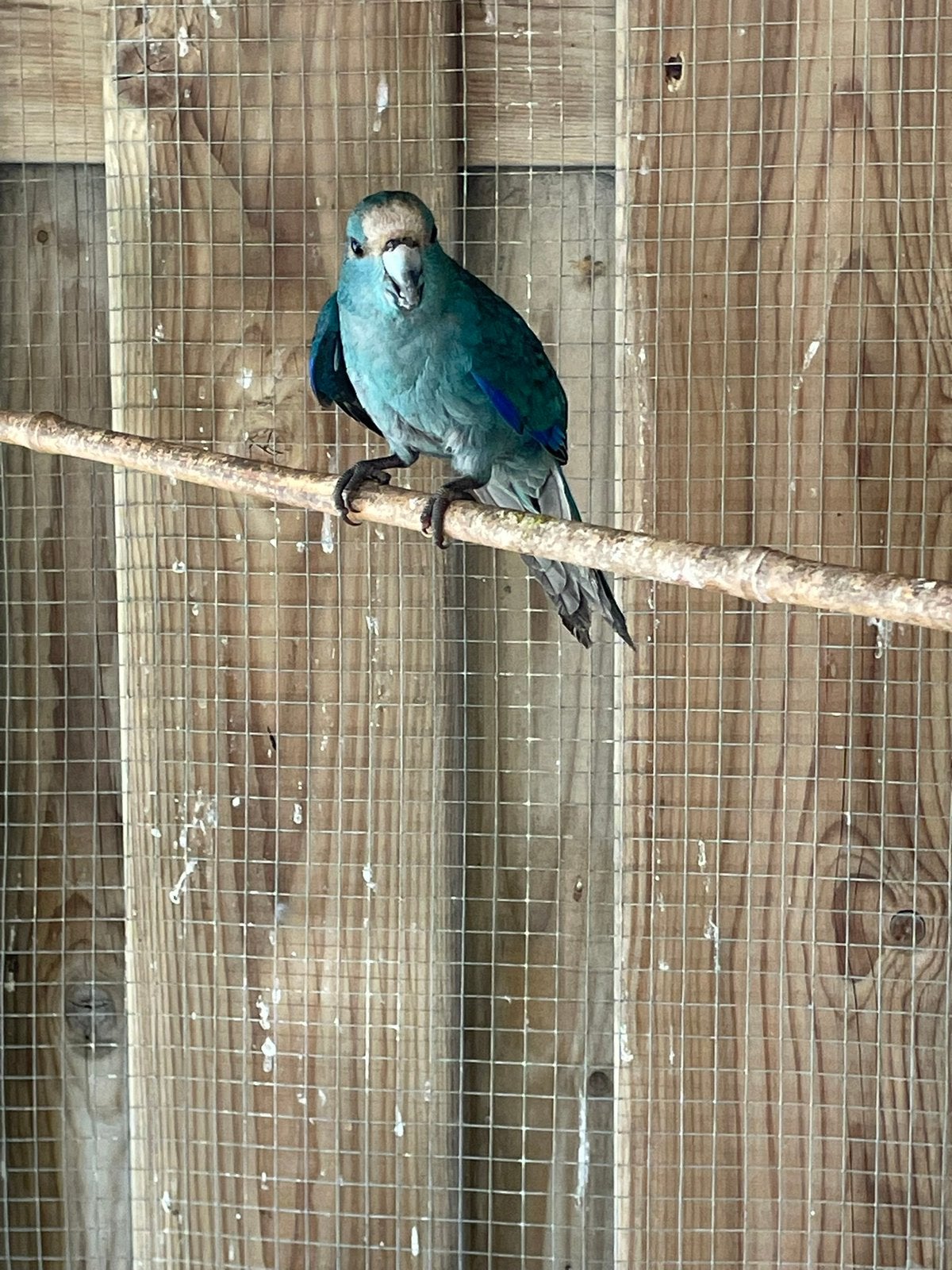 Jonge kakariki’s, Meerdere dieren, Parkiet