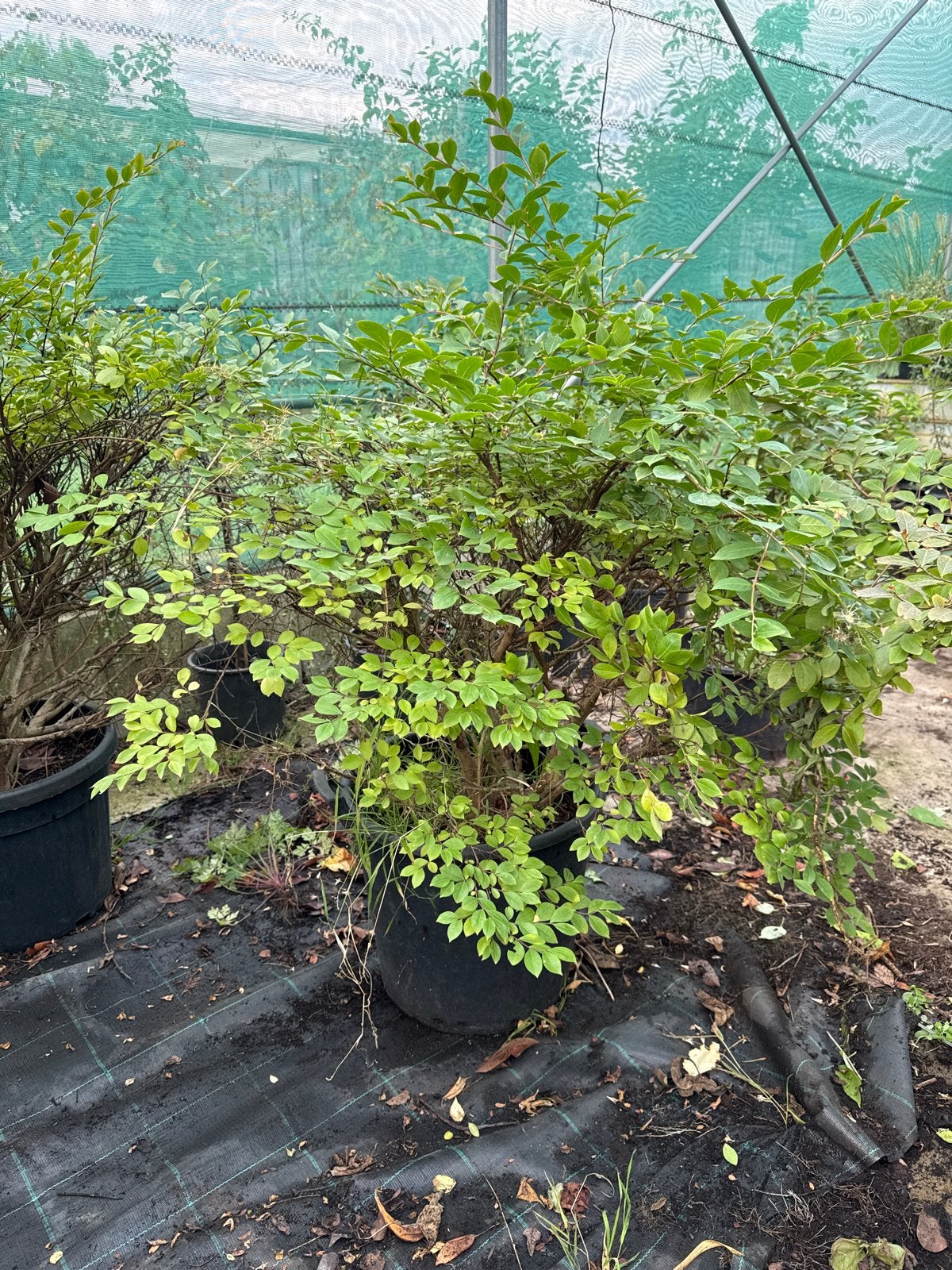Witte meerstammige Lagerstroemia in 50L pot 100 cm hoog, Volle zon, Vaste plant, Zomer, Ophalen