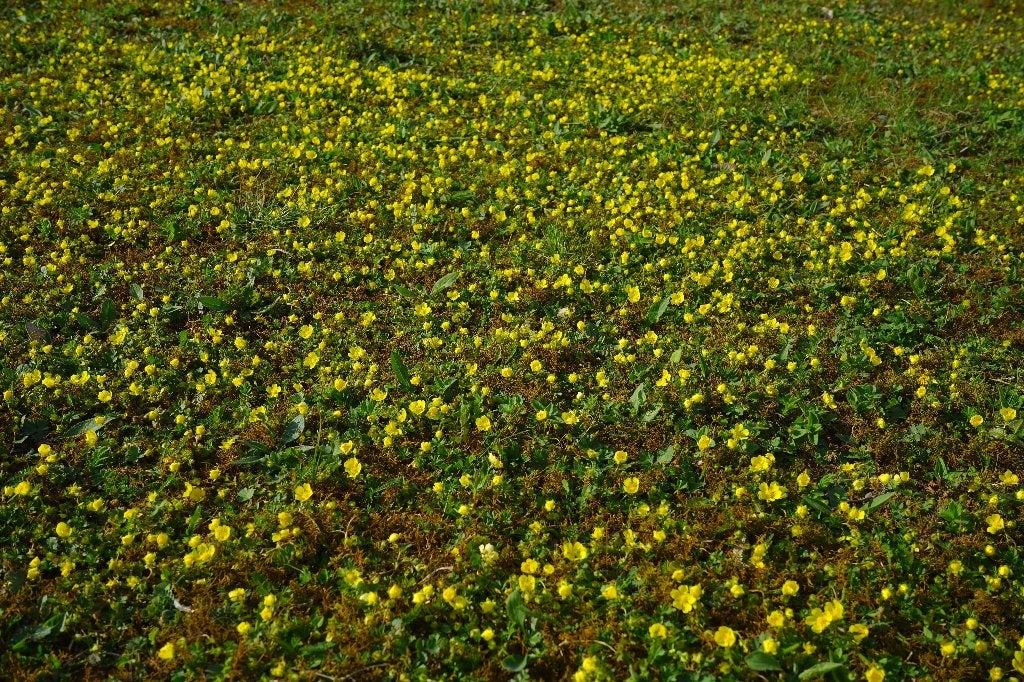 Waldsteinia – Waldsteinia ternata, Tuin en Terras, Ophalen of Verzenden, Overige soorten, Volle zon