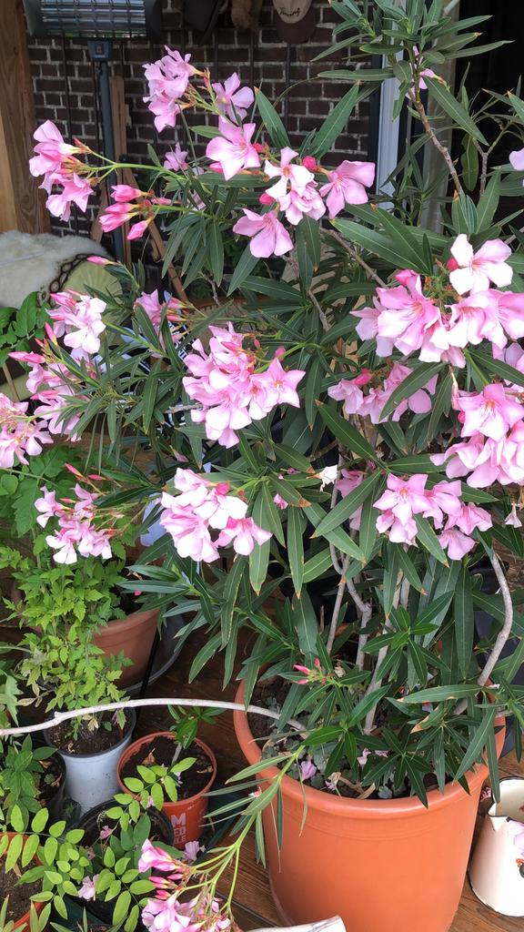 100%biologisch gekweekte oleanders, Tuin en Terras, Planten | Tuinplanten, Ophalen, Overige soorten, Volle zon
