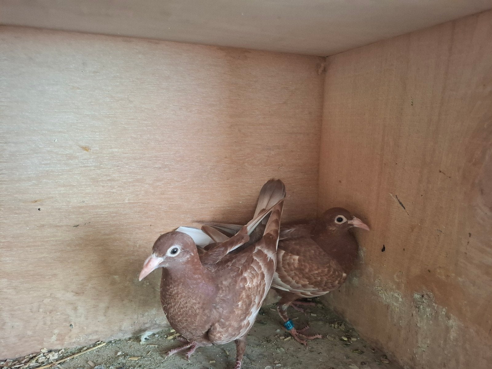 Koppel jonge meulemans postduiven, Dieren en Toebehoren, Meerdere dieren