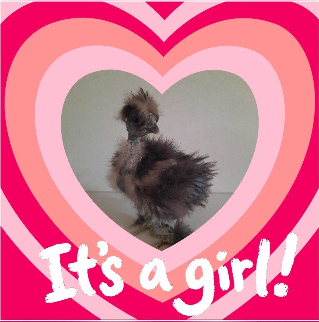 USA Zijdehoen Showgirl Naakthals hen DNA getest ️♀️, Dieren en Toebehoren, Pluimvee, Vrouwelijk