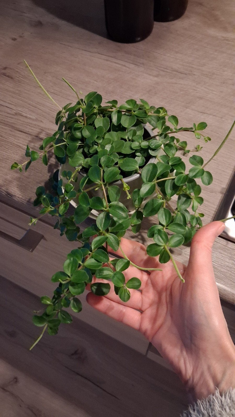 Peperomia, Ophalen, Halfschaduw, Minder dan 100 cm