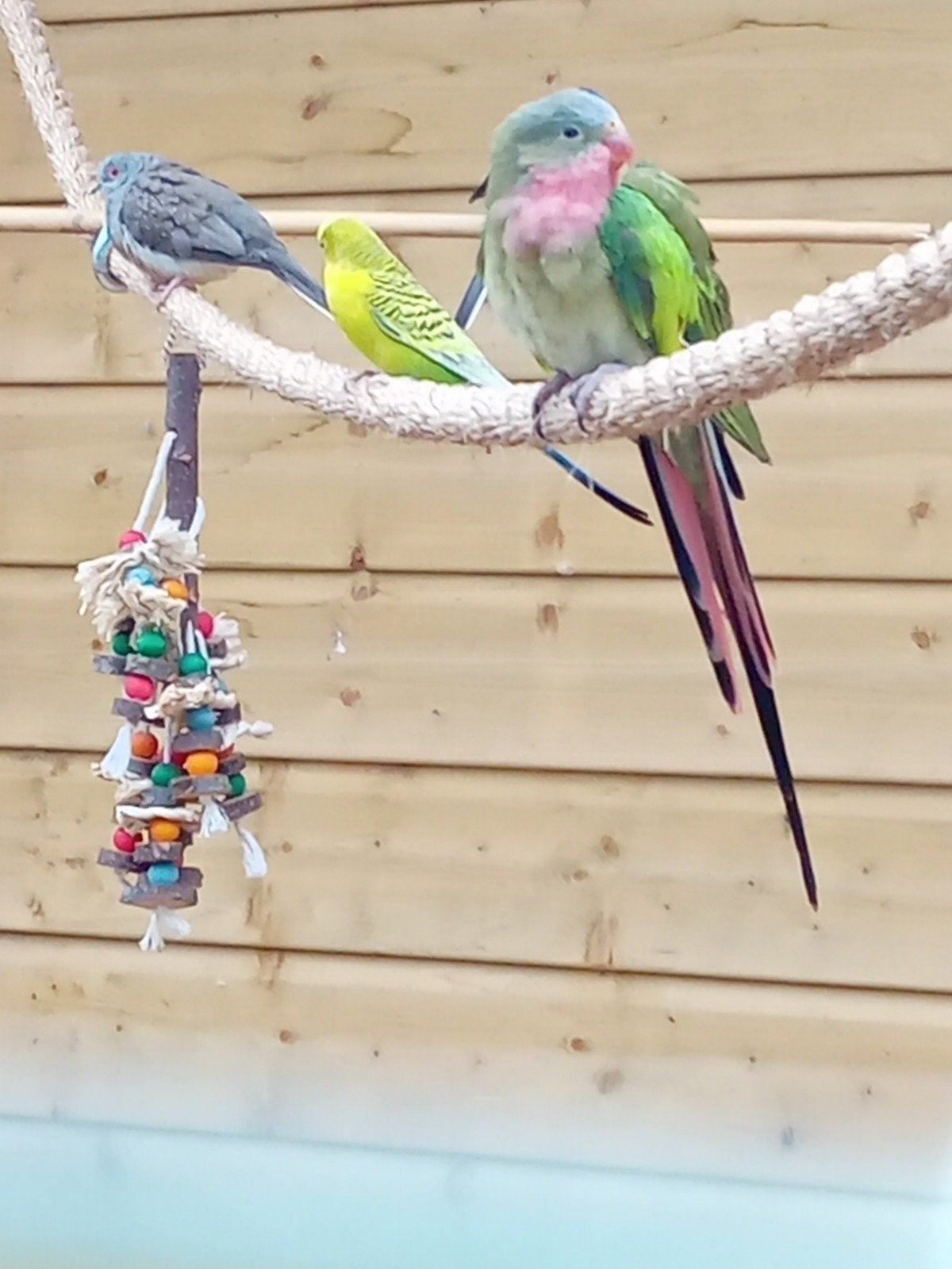 Princess of wales pop, Dieren en Toebehoren, Vrouwelijk, Parkiet