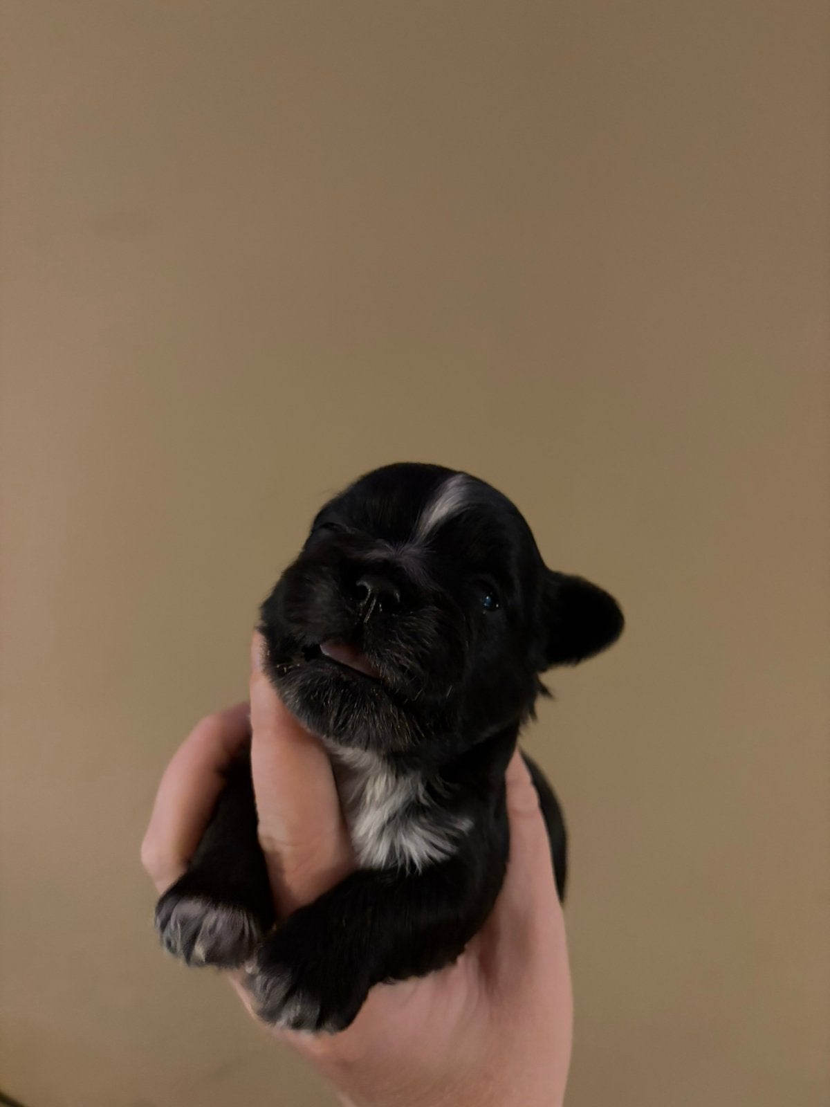Boomer, Meerdere, Meerdere dieren, Klein, Nederland