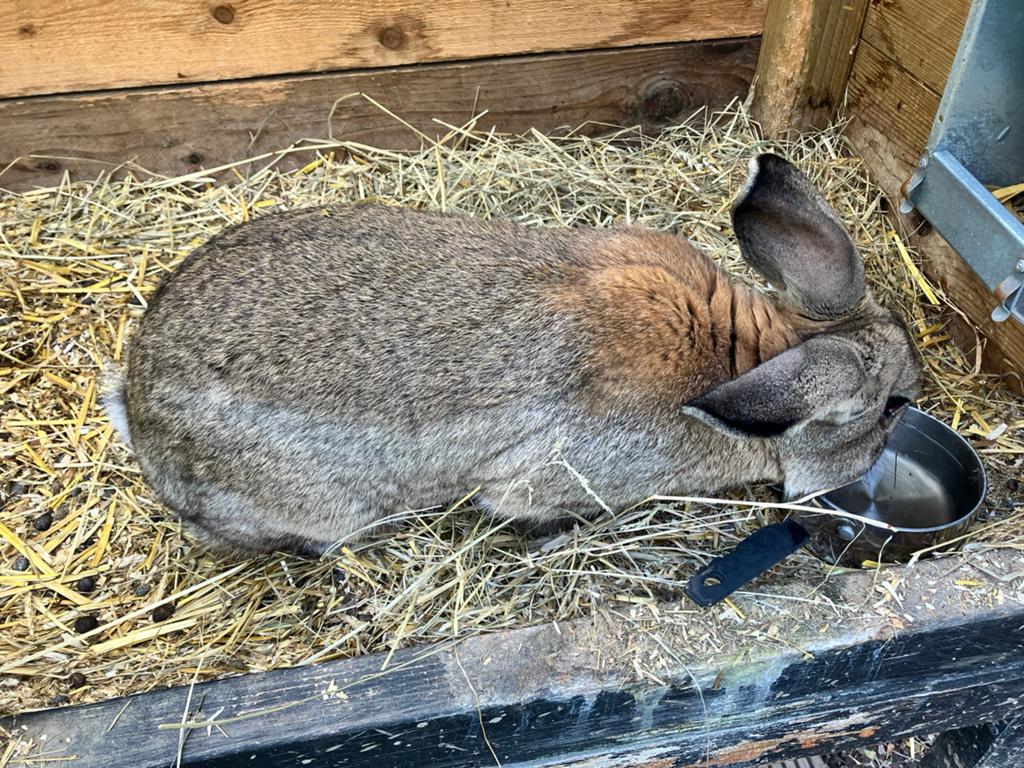 Mooie duitse reus ( ram )., Dieren en Toebehoren, Konijnen, Mannelijk, Groot, 0 tot 2 jaar