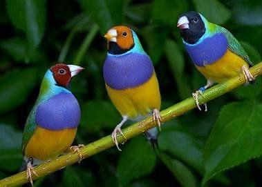 Gouldamadine’s, Dieren en Toebehoren, Vogels | Duiven, Mannelijk, Overige soorten