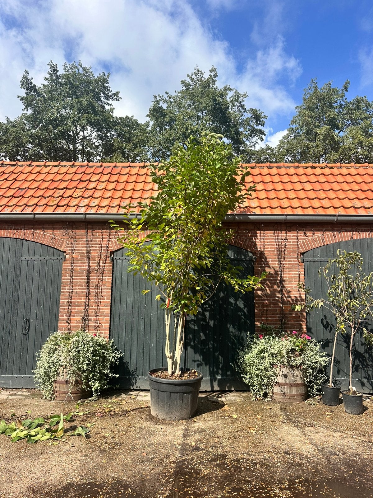 Meerstammige Magnolia soulangeana 'Royal Purple (beverboom), Overige soorten, 100 tot 250 cm, Zomer, Ophalen