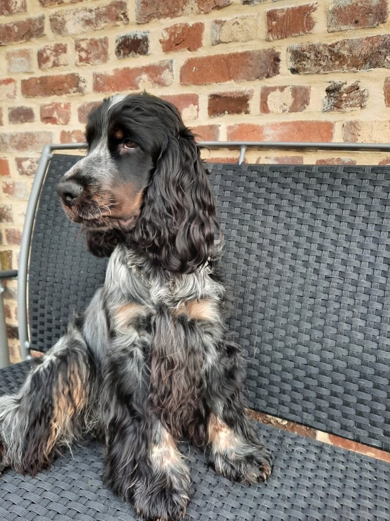 Engelse cocker spaniel dekreu, Dieren en Toebehoren, 6 jaar of ouder, België, Particulier, Reu