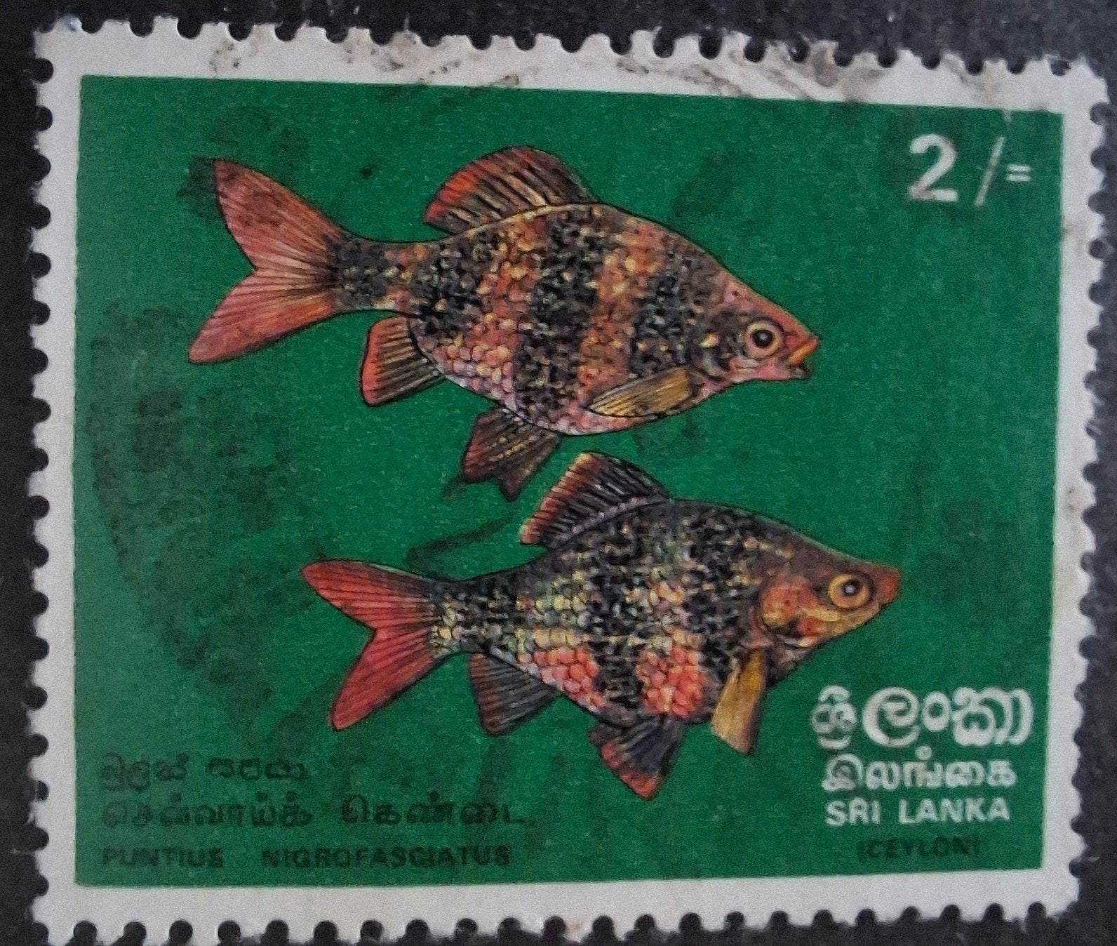 Sri Lanka vissen, Ophalen of Verzenden, Dier of Natuur