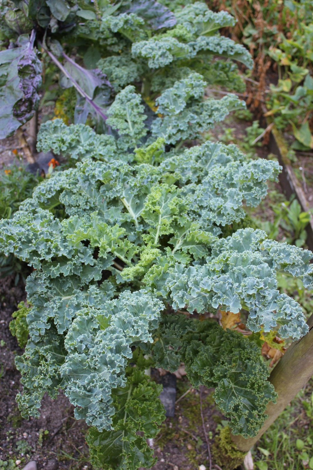 Heerlijke boerenkool planten, Tuin en Terras, Ophalen, Groenteplanten, Volle zon