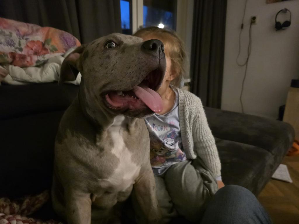 American bully XL Reu 7 mnd ABKC, Dieren en Toebehoren, 15 weken tot 1 jaar, Parvo, Eén hond, Nederland