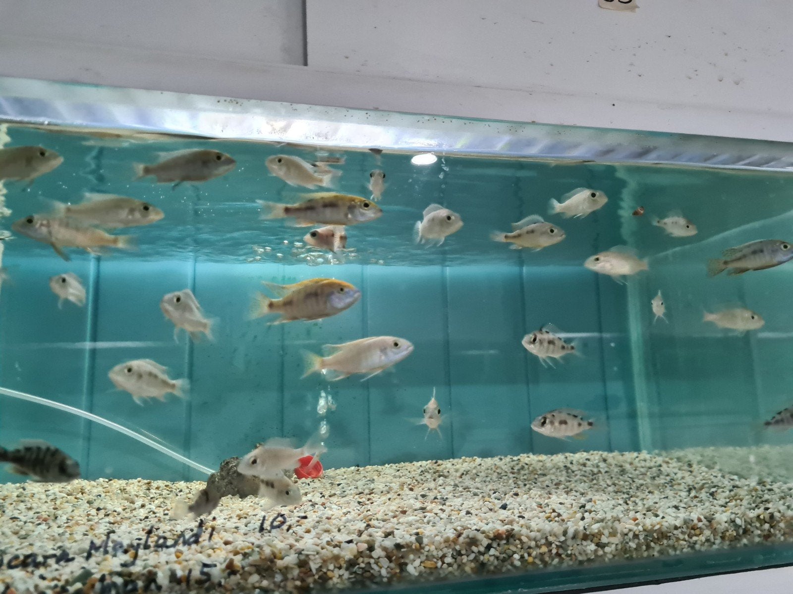 Aulonocara Maylandi Malawi Cichliden, Vis, Zoetwatervis