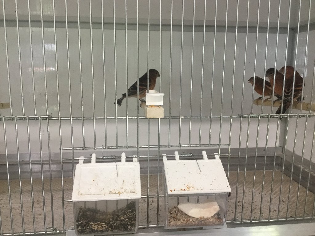 Kapoetsensijs F1 x kanarie., Dieren en Toebehoren, Vogels | Overige Vogels, Meerdere dieren, Wildzangvogel, Geringd