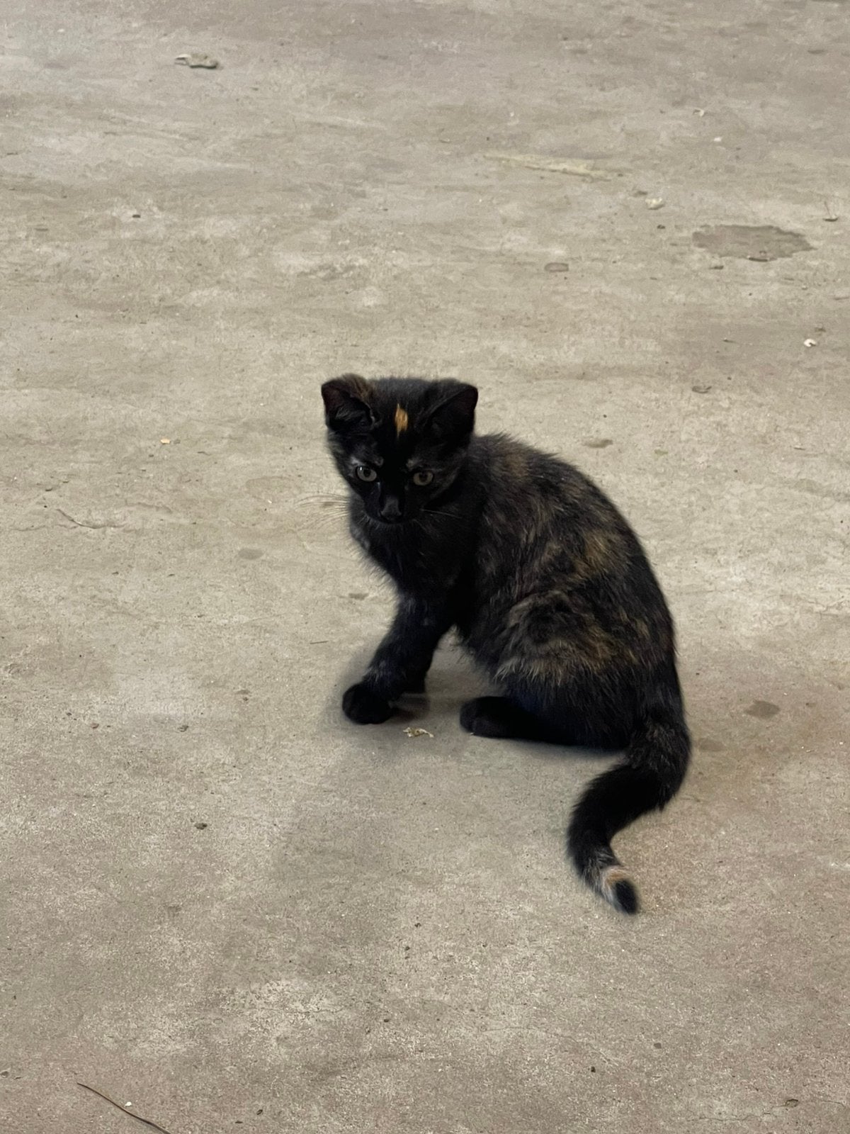 Kitten te koop 10 weken, Dieren en Toebehoren, Poes, Ontwormd